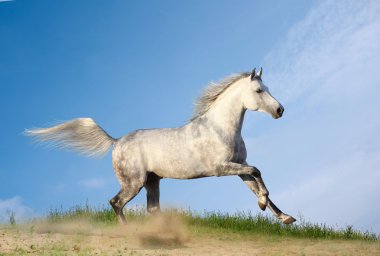 Stallion in dust clipart