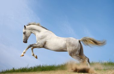 Silver-white stallion clipart