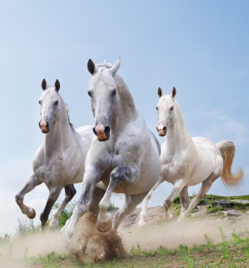 White horses in dust clipart