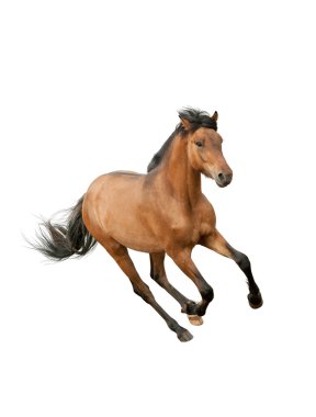 Horse isolated clipart