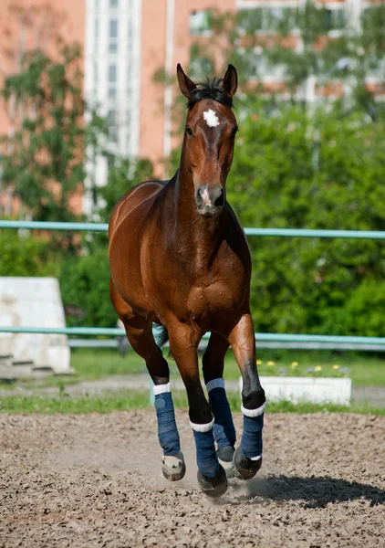 Koně ve výběhu — Stock fotografie