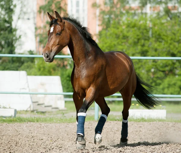Häst i Hagen — Stockfoto