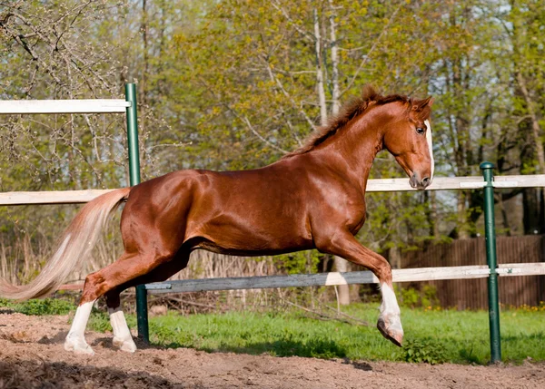 Juego de caballos —  Fotos de Stock