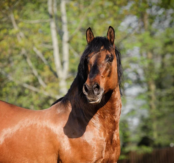 Wild paard portret — Stockfoto