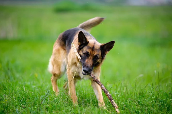 Hund med pinne — Stockfoto
