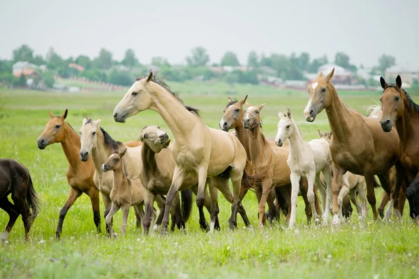 Hästar besättning — Stockfoto