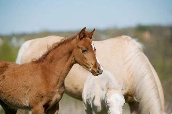 Foals in herd — Stock Photo, Image