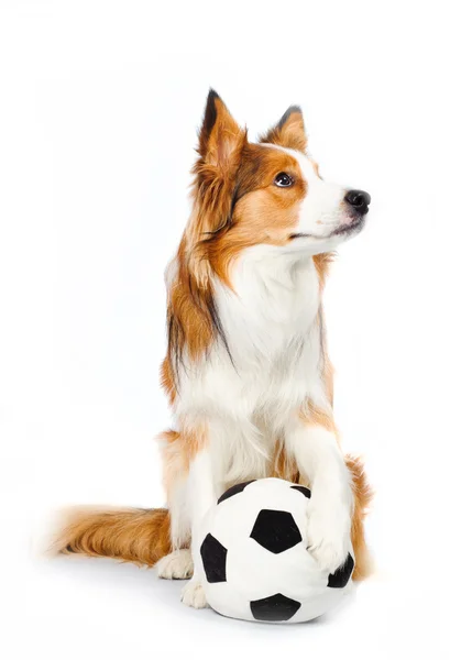 Voetbal hond — Stockfoto
