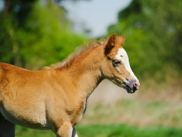 Little foal — Stock Photo, Image