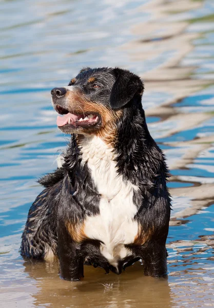 Собака Аппенцеллер у воді — стокове фото