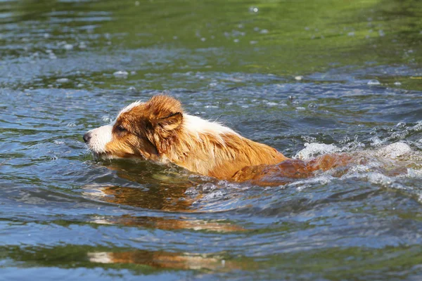 Σκύλου κολύμπι — Φωτογραφία Αρχείου
