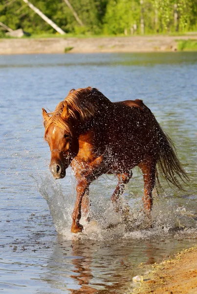 在水中的阿拉伯种马 — 图库照片