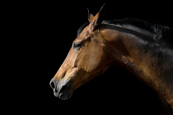 Paard op zwart — Stockfoto