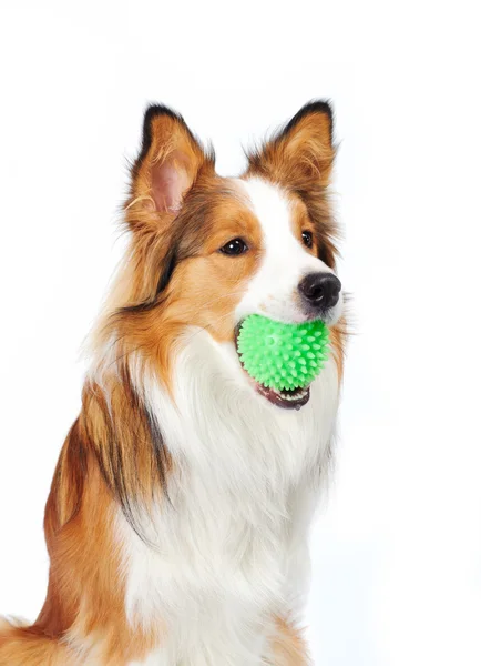 Hond met bal — Stockfoto