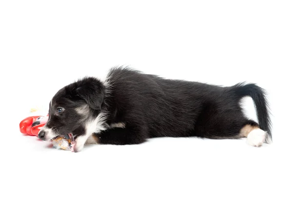 Cãozinho brincalhão isolado — Fotografia de Stock