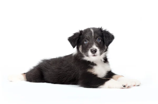 Cute border collie puppy — Stock Photo, Image