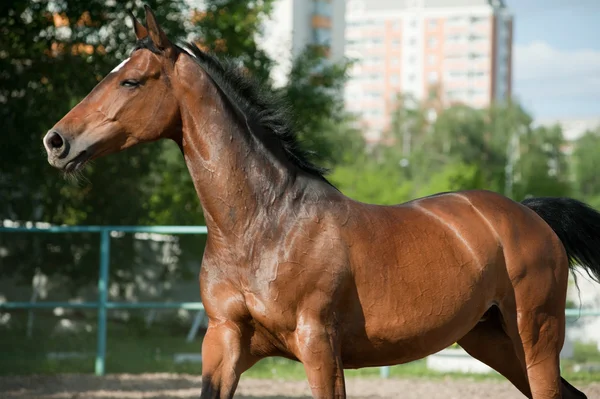 Paard uitgevoerd — Stockfoto