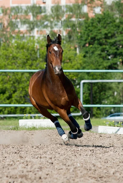 Correr a caballo — Foto de Stock