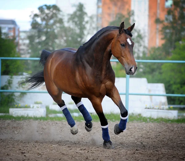 Paard in paddock — Stockfoto