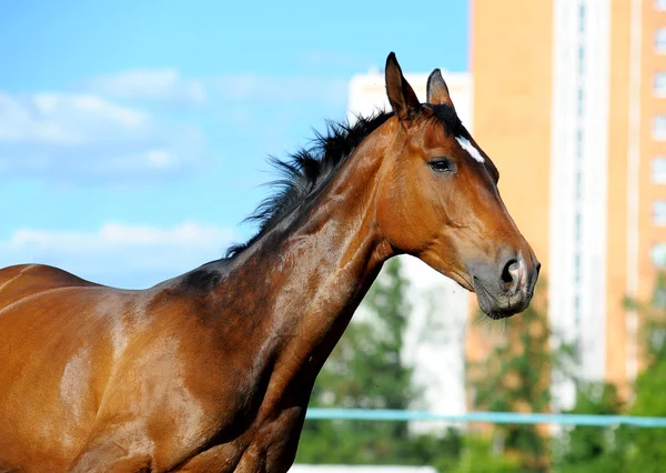 馬ランニング — ストック写真