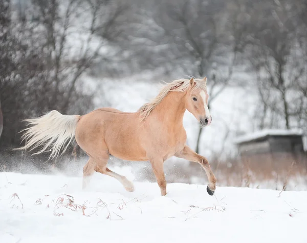 Palomino-Pony — Stockfoto