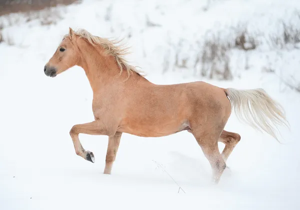 Pony Pellecchia — Foto Stock