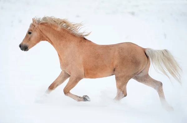 Palomino pony — Stock Photo, Image