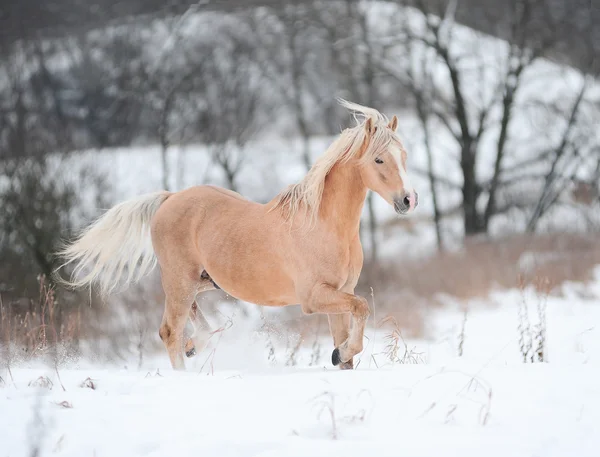 Palomino ponny — Stockfoto