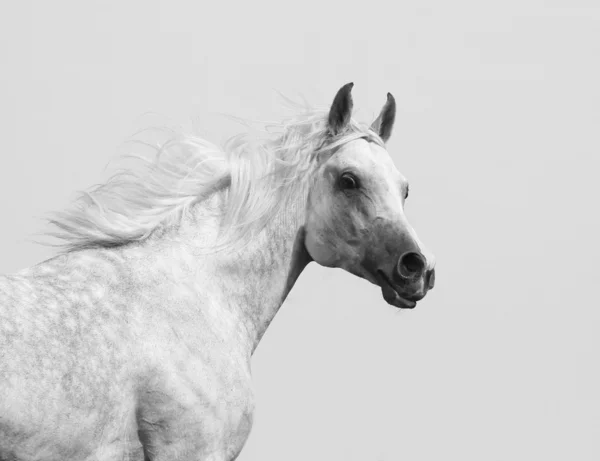 白色阿拉伯种马 — 图库照片
