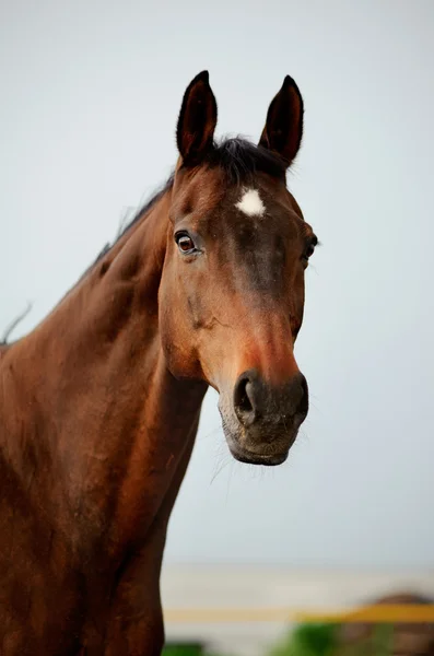 Reinrassiges Pferd — Stockfoto