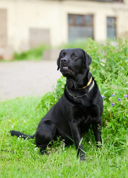 Czarny labrador retriever — Zdjęcie stockowe