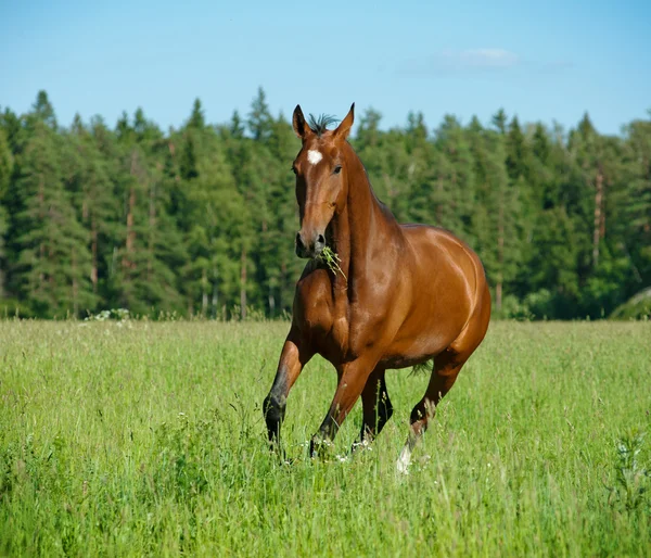 Paard in veld — Stockfoto
