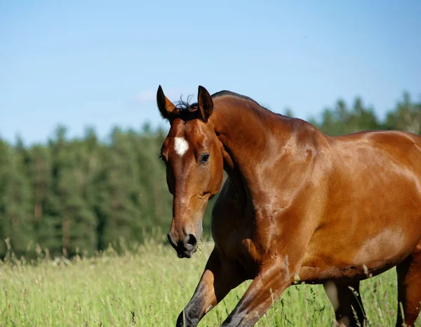 Häst på frihet — Stockfoto