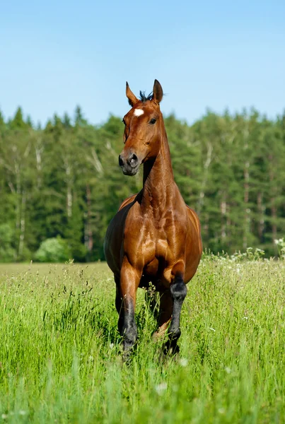 Чистокровних кінь — стокове фото