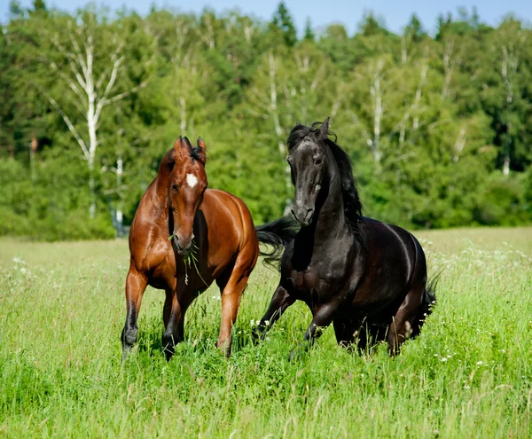 I cavalli giocano — Foto Stock
