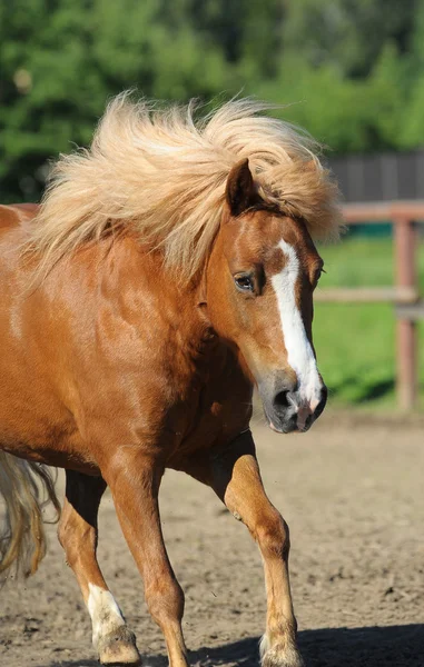 Pony de Shetland — Foto de Stock