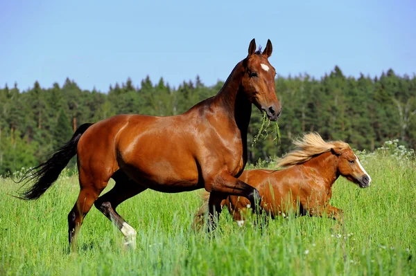 말 과 포니 — 스톡 사진