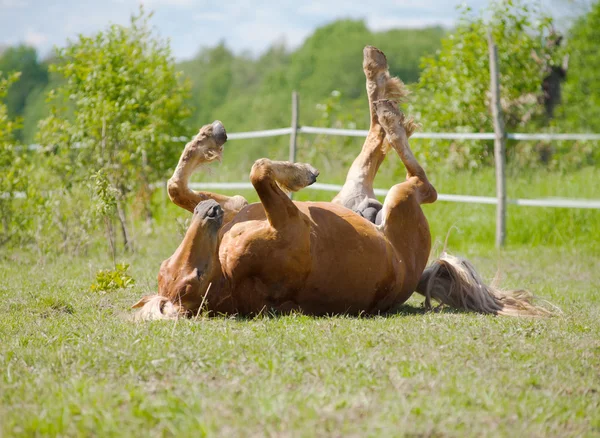 Horse rolling — Stock Photo, Image