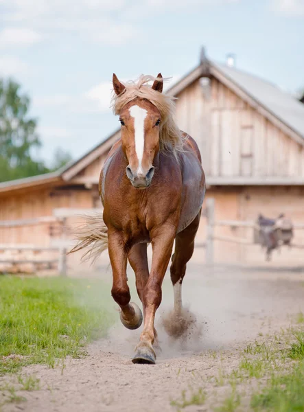 Horse on farm — Stock Photo, Image