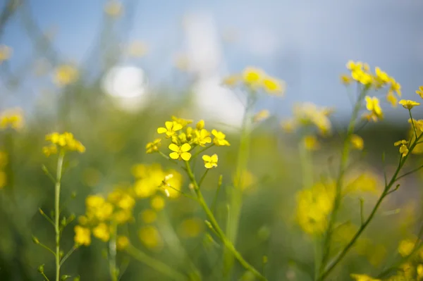 Stock image Yellow flowers