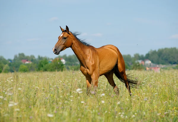 Purebred horse in field — Stock Photo, Image