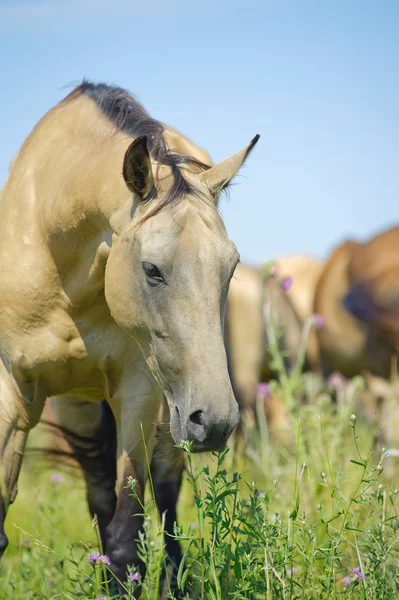 Hermoso caballo en manada —  Fotos de Stock