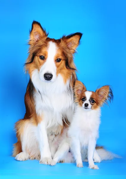 Великі і маленькі собаки — стокове фото