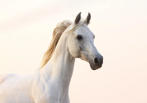 Bílý kůň v západu slunce — Stock fotografie