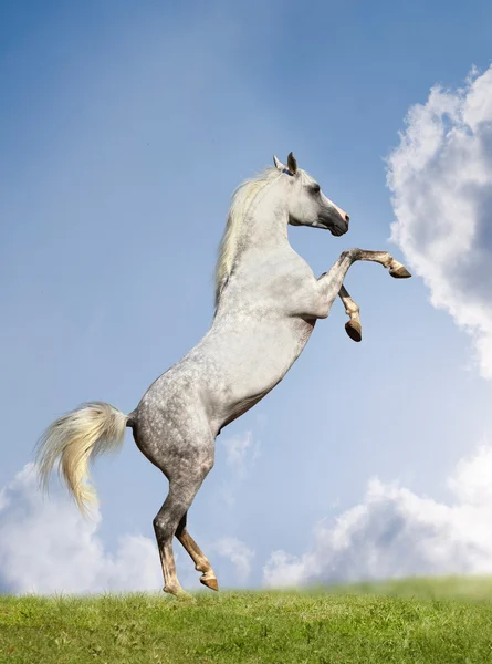 Arabian stallion rears — Stock Photo, Image