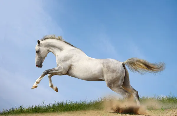 シルバー ホワイト種牡馬 — ストック写真
