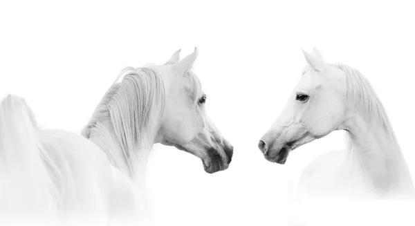 Аравійська білий кінь — стокове фото
