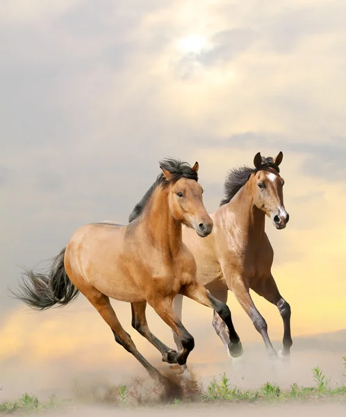 Hästar i dammほこりの馬 — ストック写真