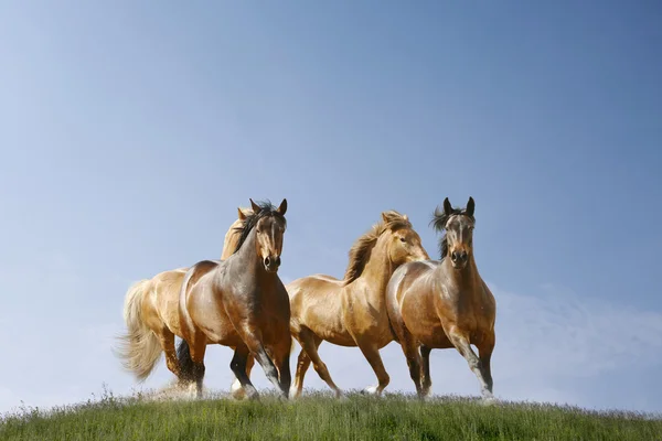 Hästar springa — Stockfoto