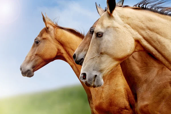 Cavalos de raça pura close-up — Fotografia de Stock